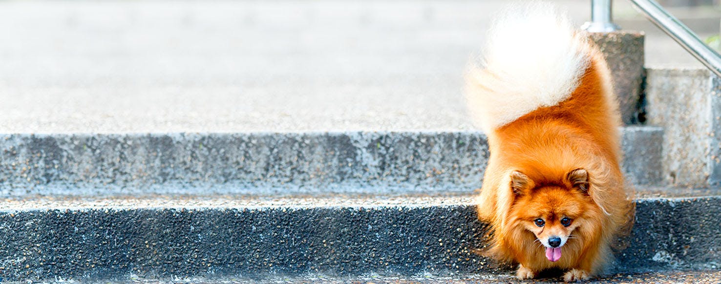 Icelandic Dog Names Popular Male and Female Names Wag!